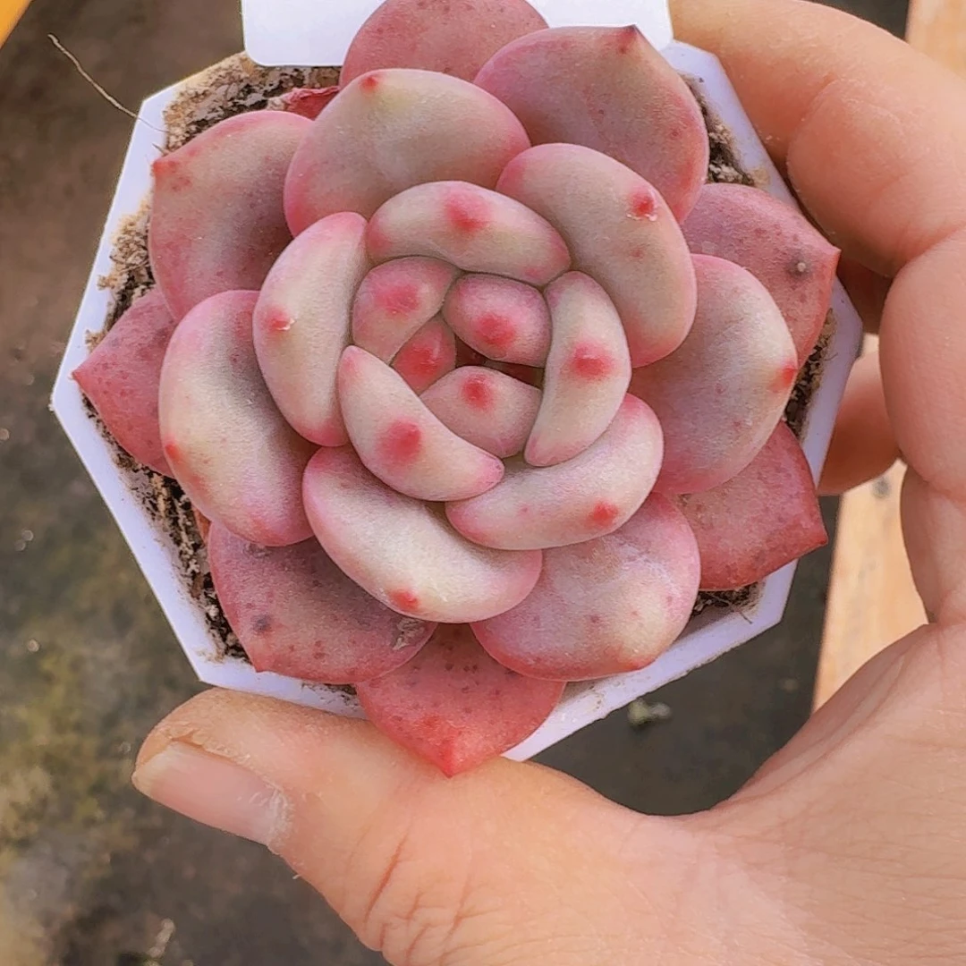 多肉植物爱丽儿单头7769