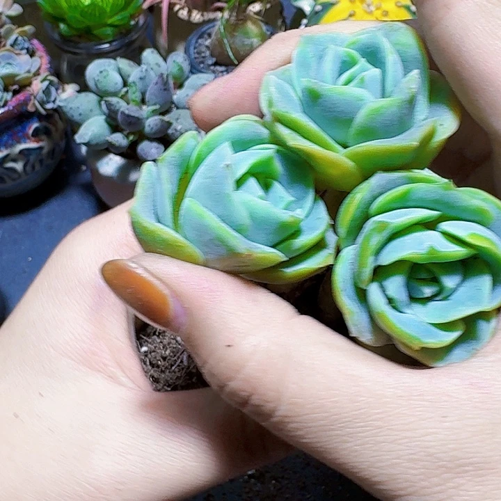 可爱玫瑰3颗裸根福利