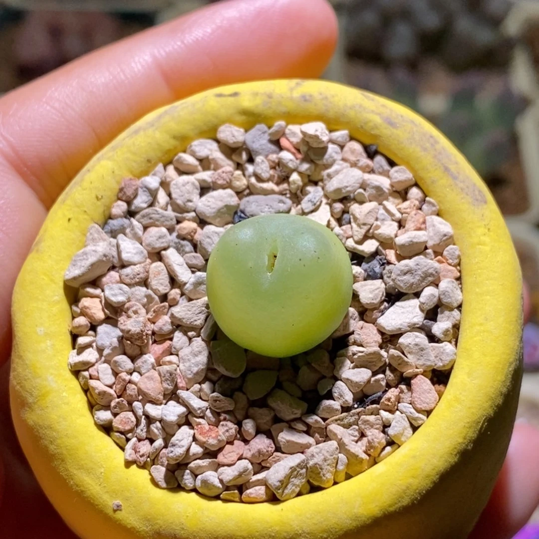 带盆福利好看好看