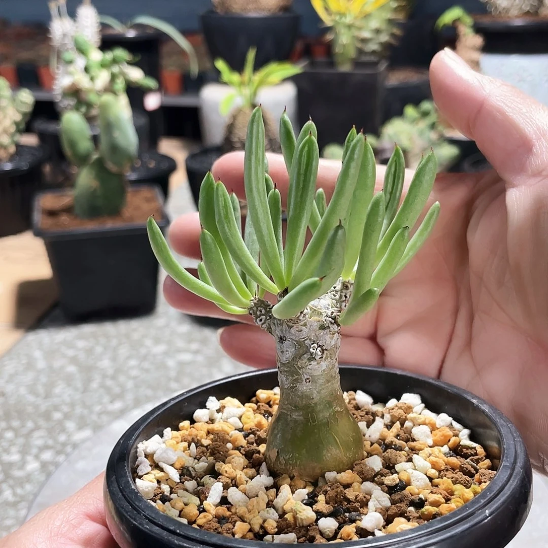 天*6666666666666666666