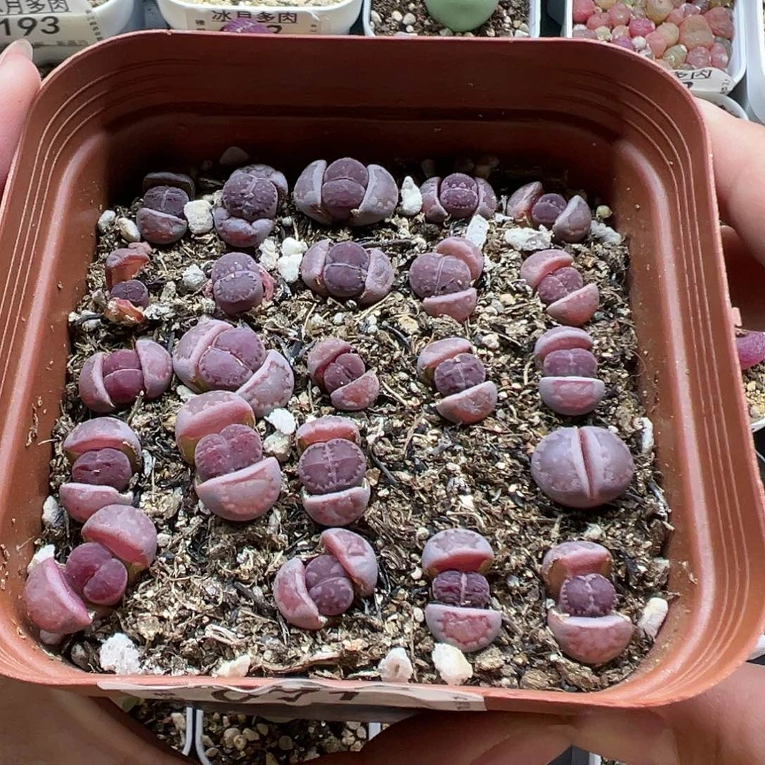071紫里带盆土发货