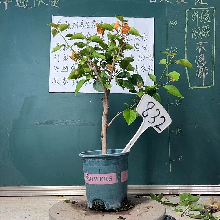 完全开放 波伊斯玫瑰  832