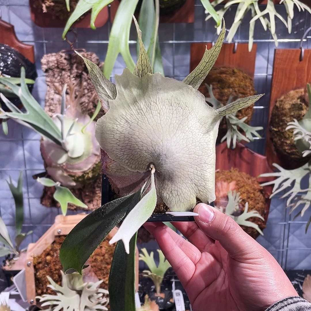 完全开放雷电侧芽