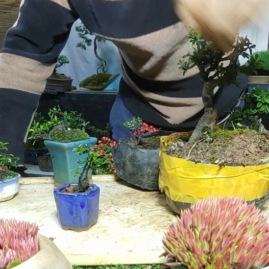 黑刺盆景树材带盆发货