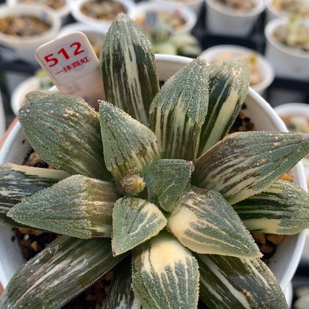 512号十二卷多肉植物