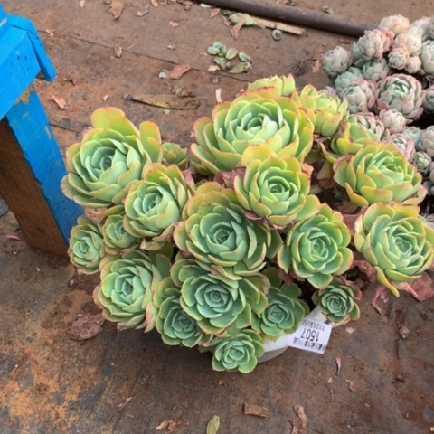 拒****猪1507柠檬玫瑰多肉