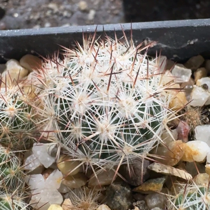 Bella实生仙人球