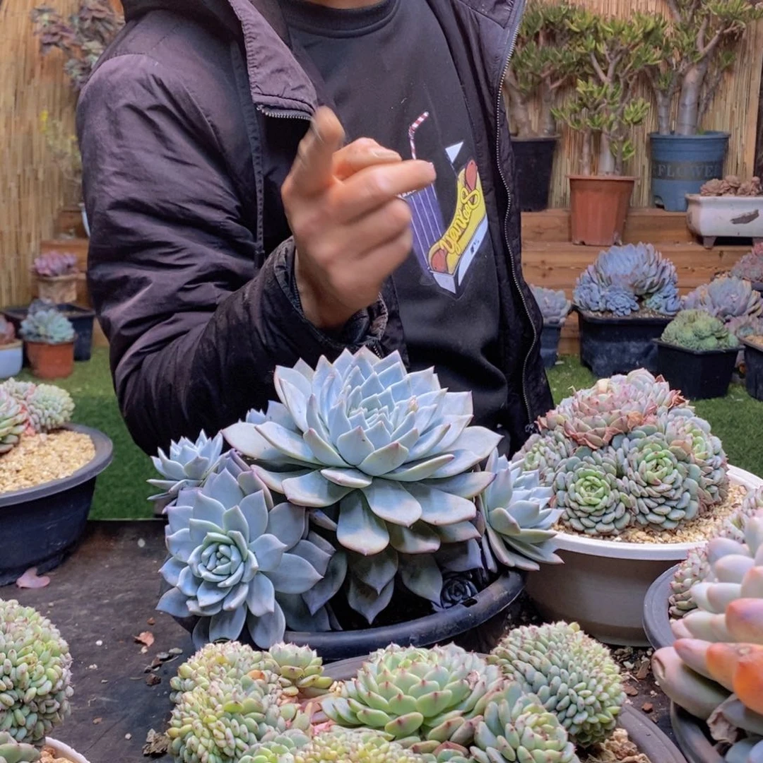 柔*京72号粉蓝鸟多肉