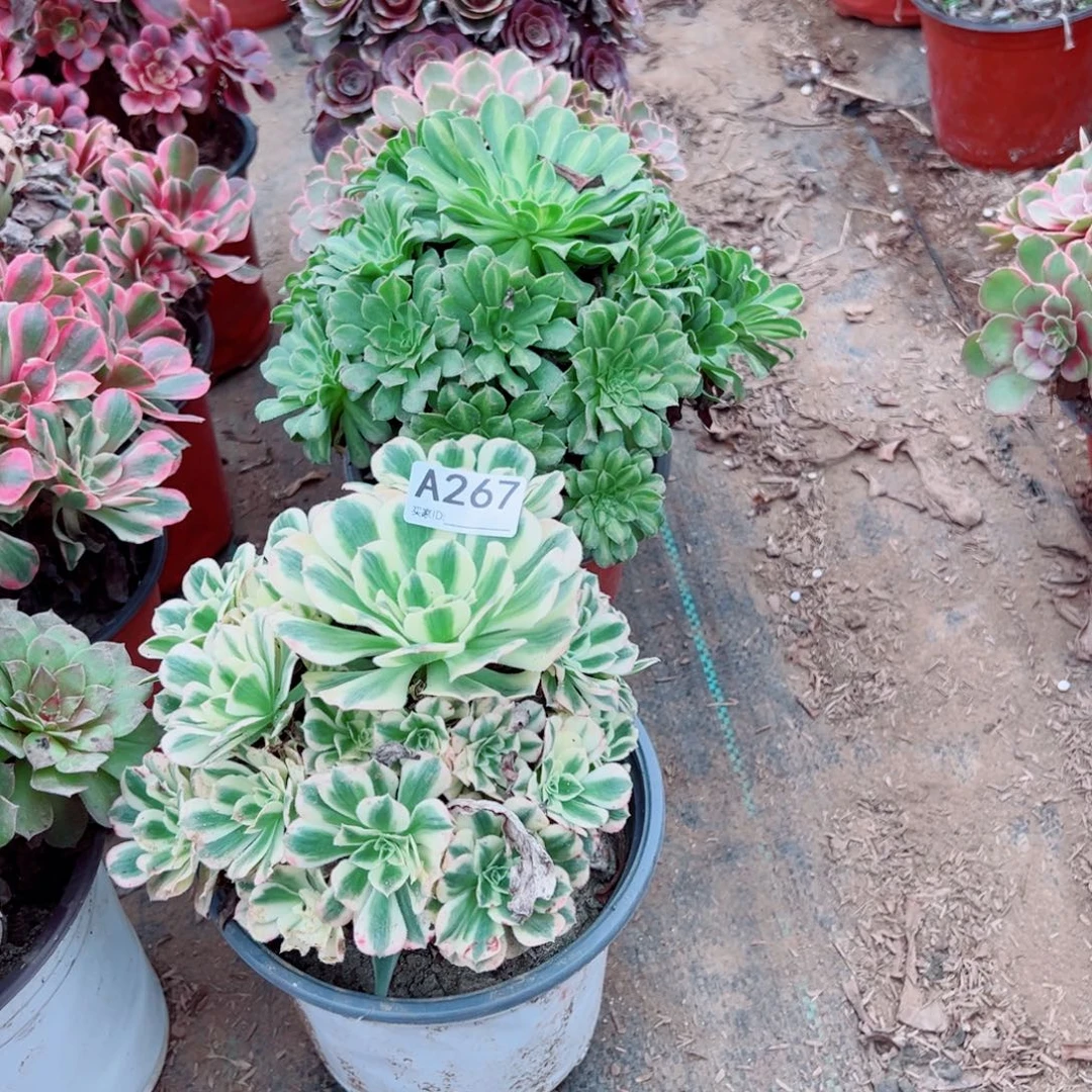 小***店267四颗组合多肉植物