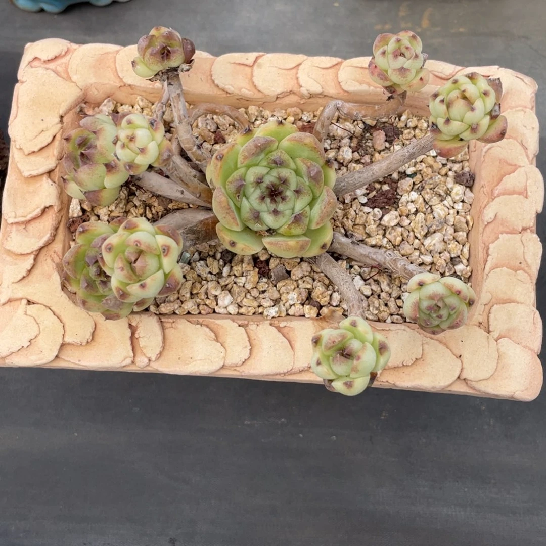 水晶高桩群生老桩粗腿