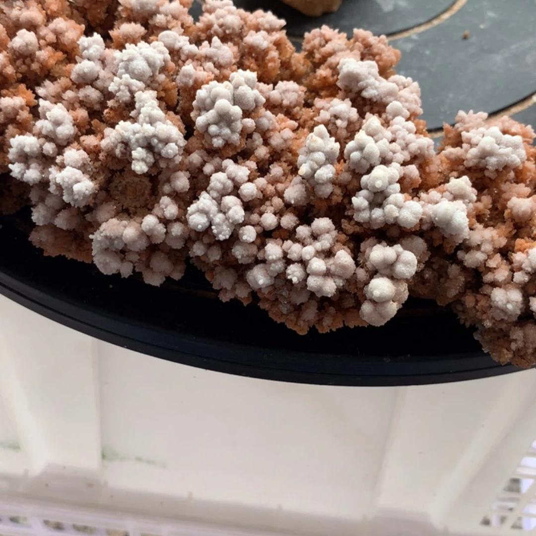 石头明**忆纯天然钟乳石