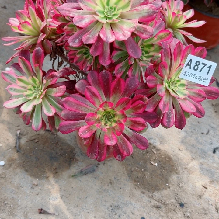 871舞天姬多肉里