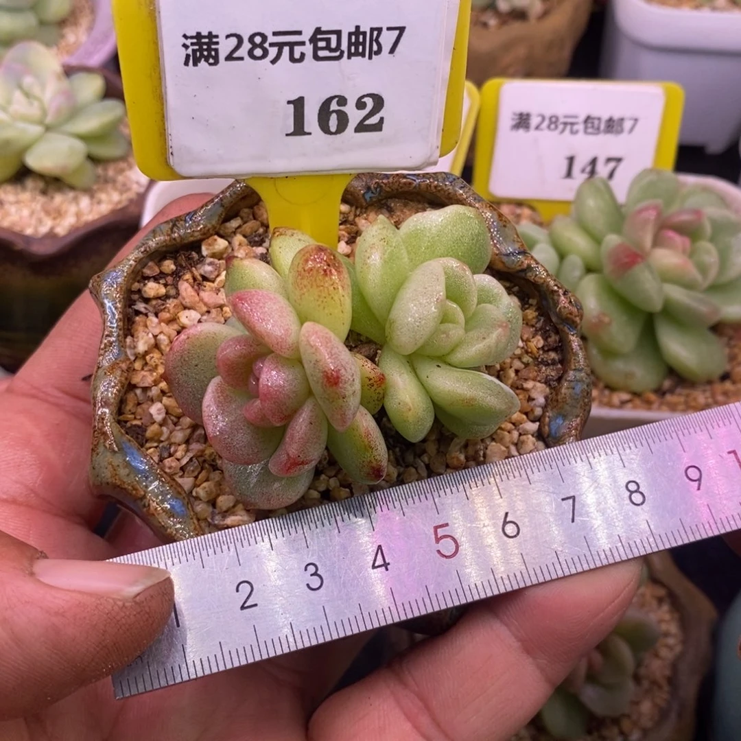 7162冰玉双头糖心锦