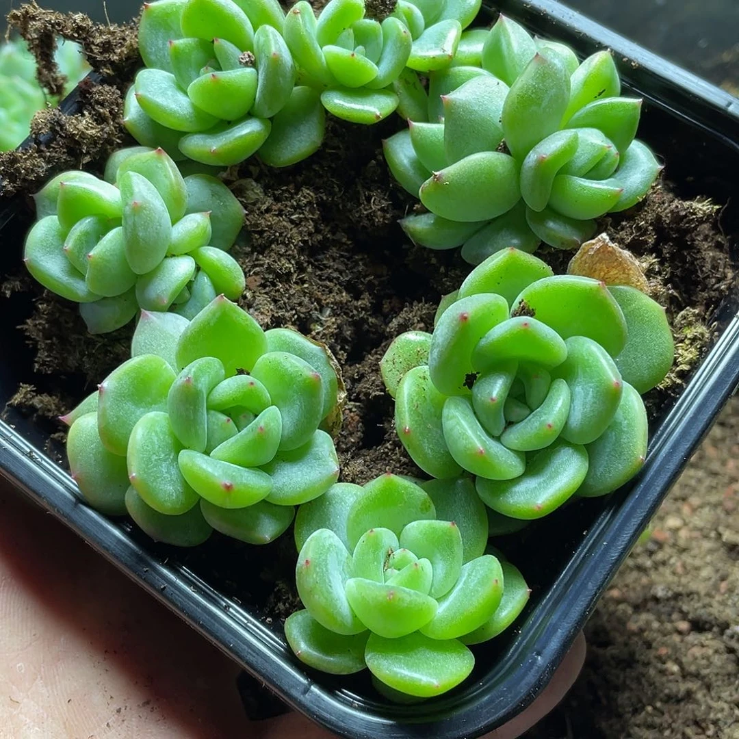 0****?珍妮一物一拍464