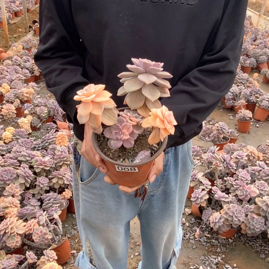 周****活008 一物一拍紫乐锦