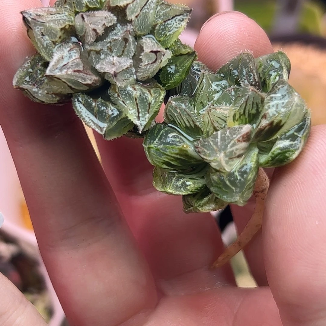 841冰葵➕粉黛锦十二卷