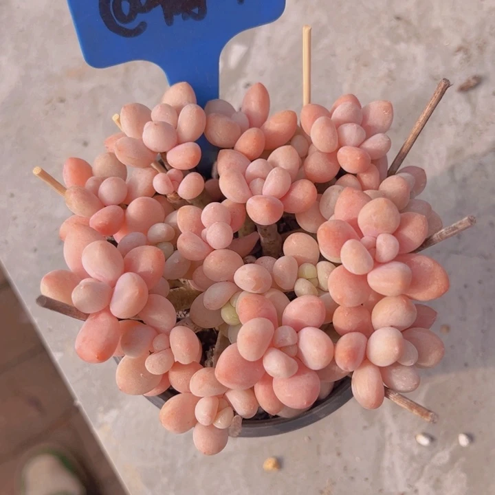 健健康康平平安安