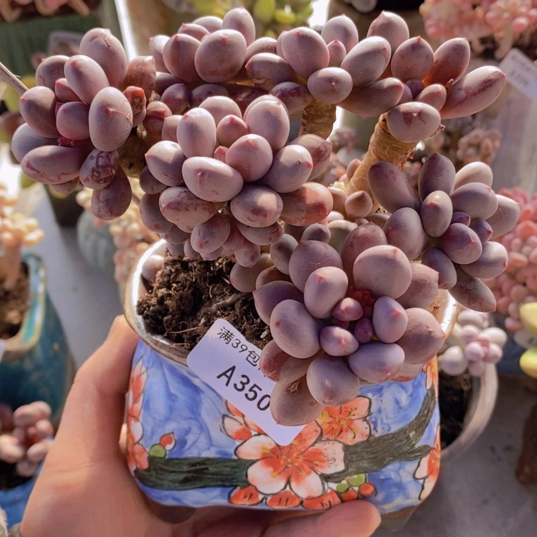 桃花仙子奶12cm350多肉植物