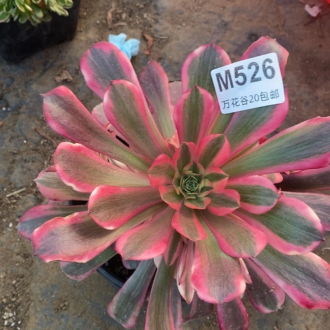 526美杜莎多肉植物