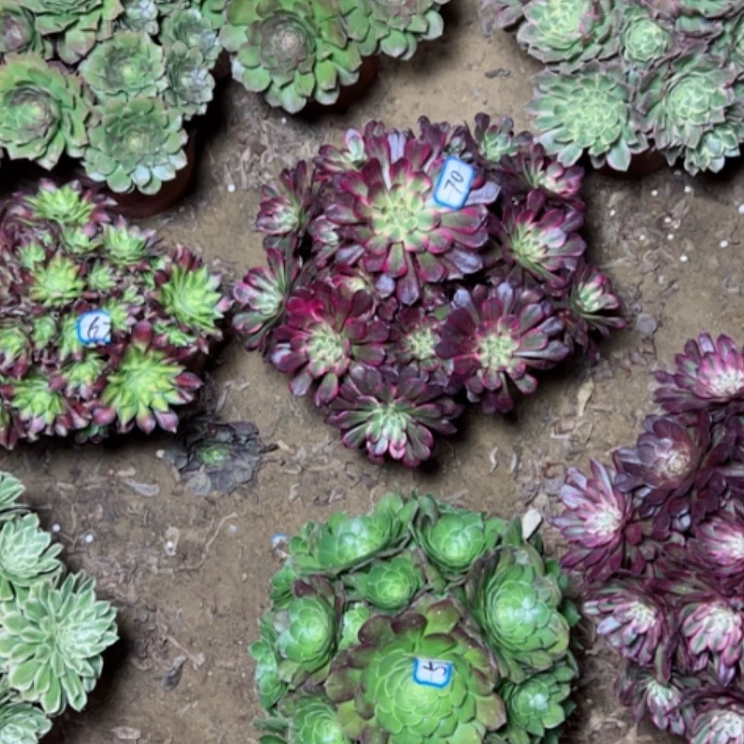 【闪购商品】多肉植物黑金刚，万圣夜70