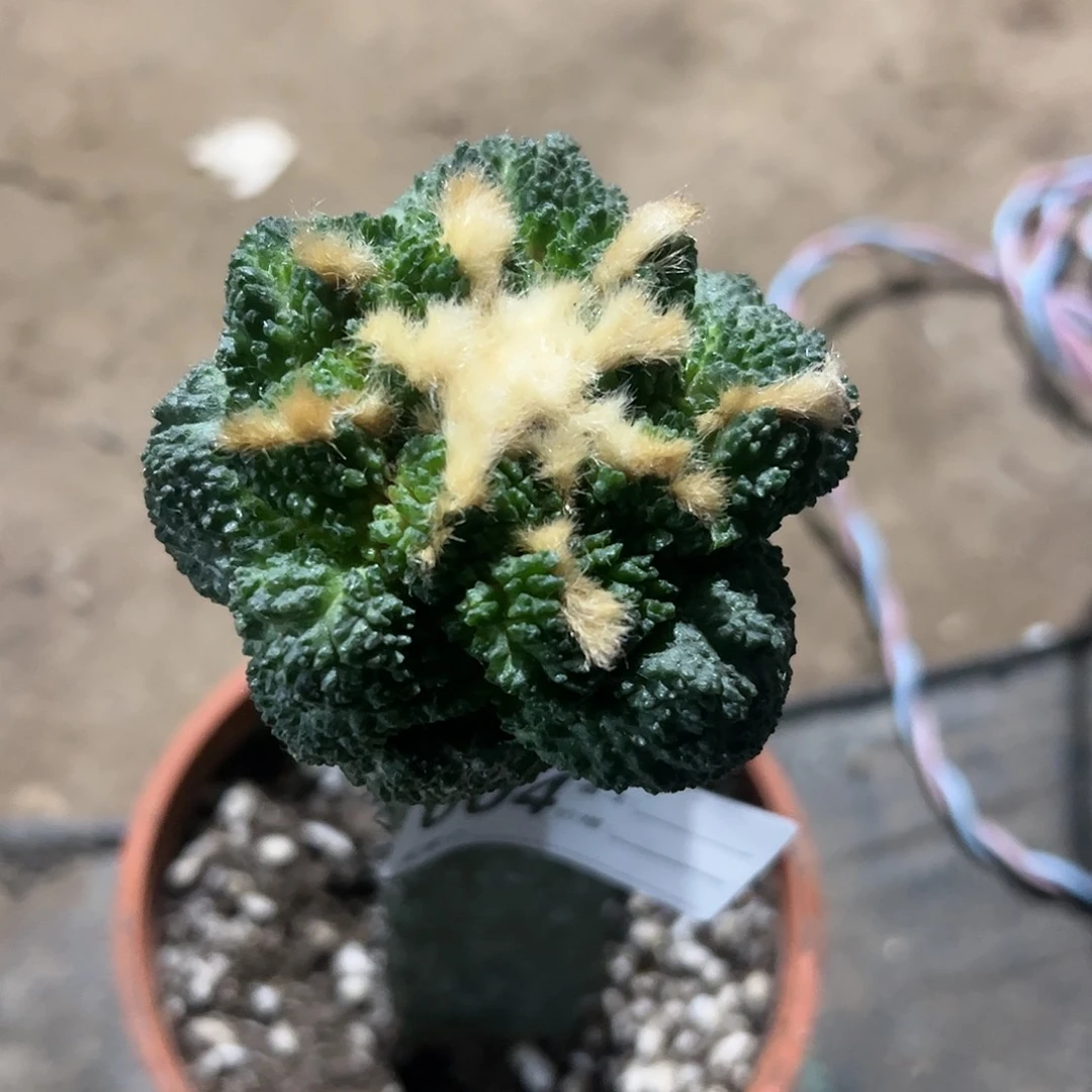 乌**馆哥斯拉牡丹仙人球604