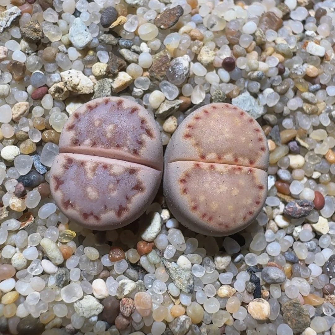zzzzz精品生石花鱼1409