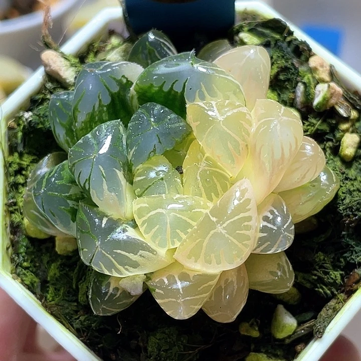 657卜卜紫锦一物一拍