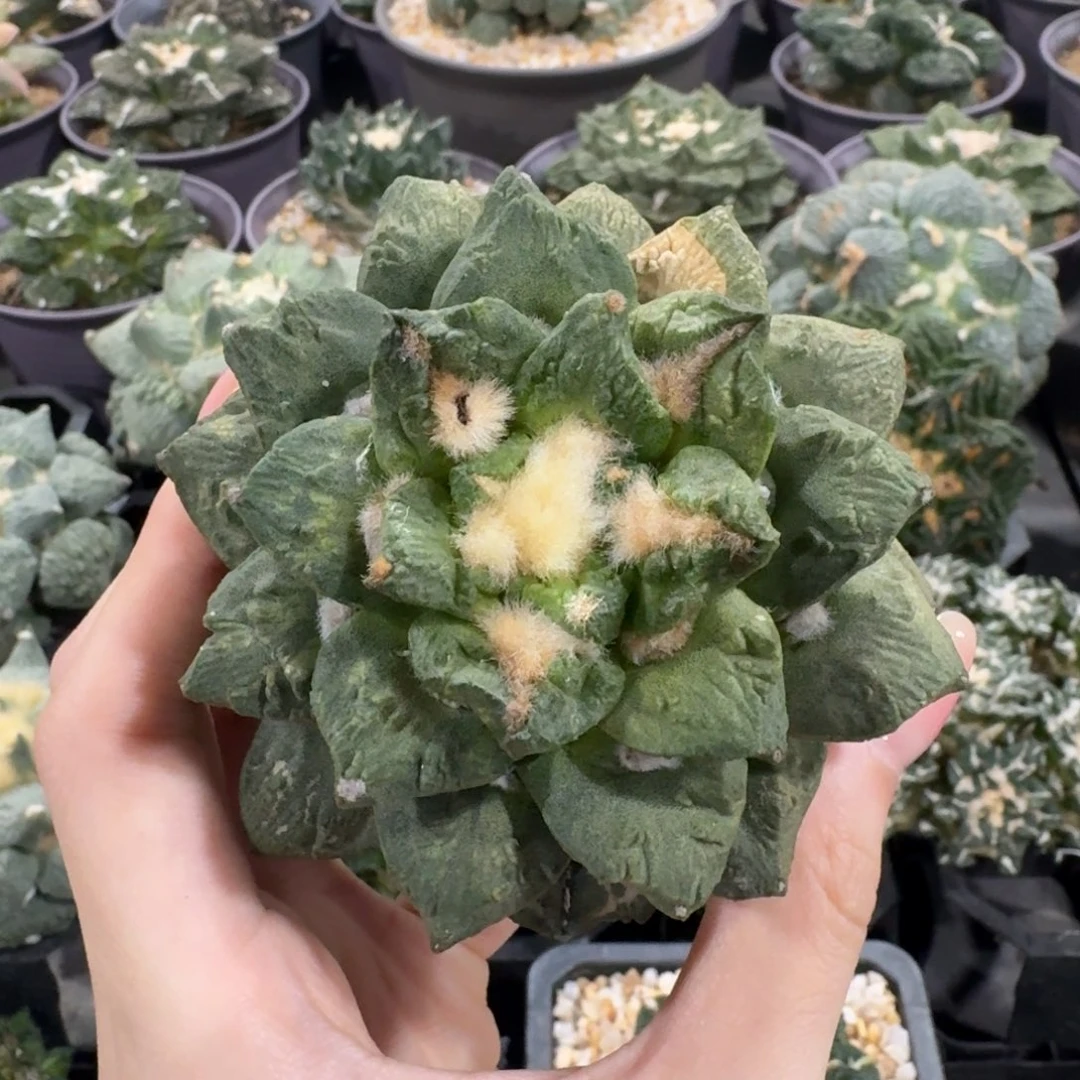 8.6cm青瓷散锦有根