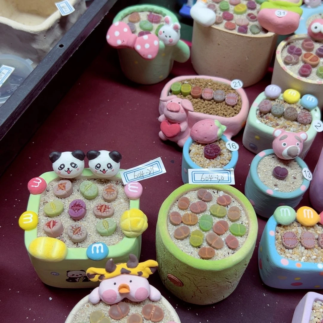 完全开放夏***?优秀的肉肉604.30