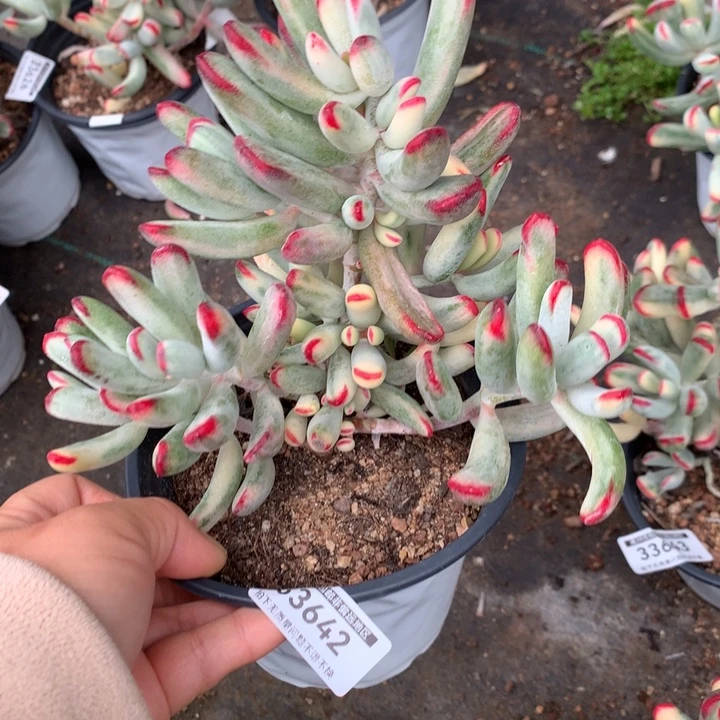 无花朵帮叶福娘锦33642