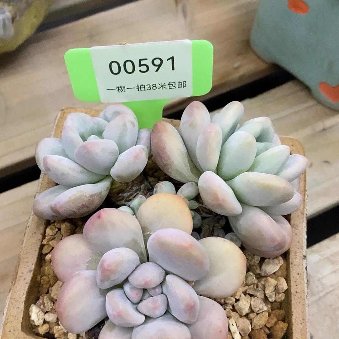 00591啊扣扣了嗯哦蜗牛