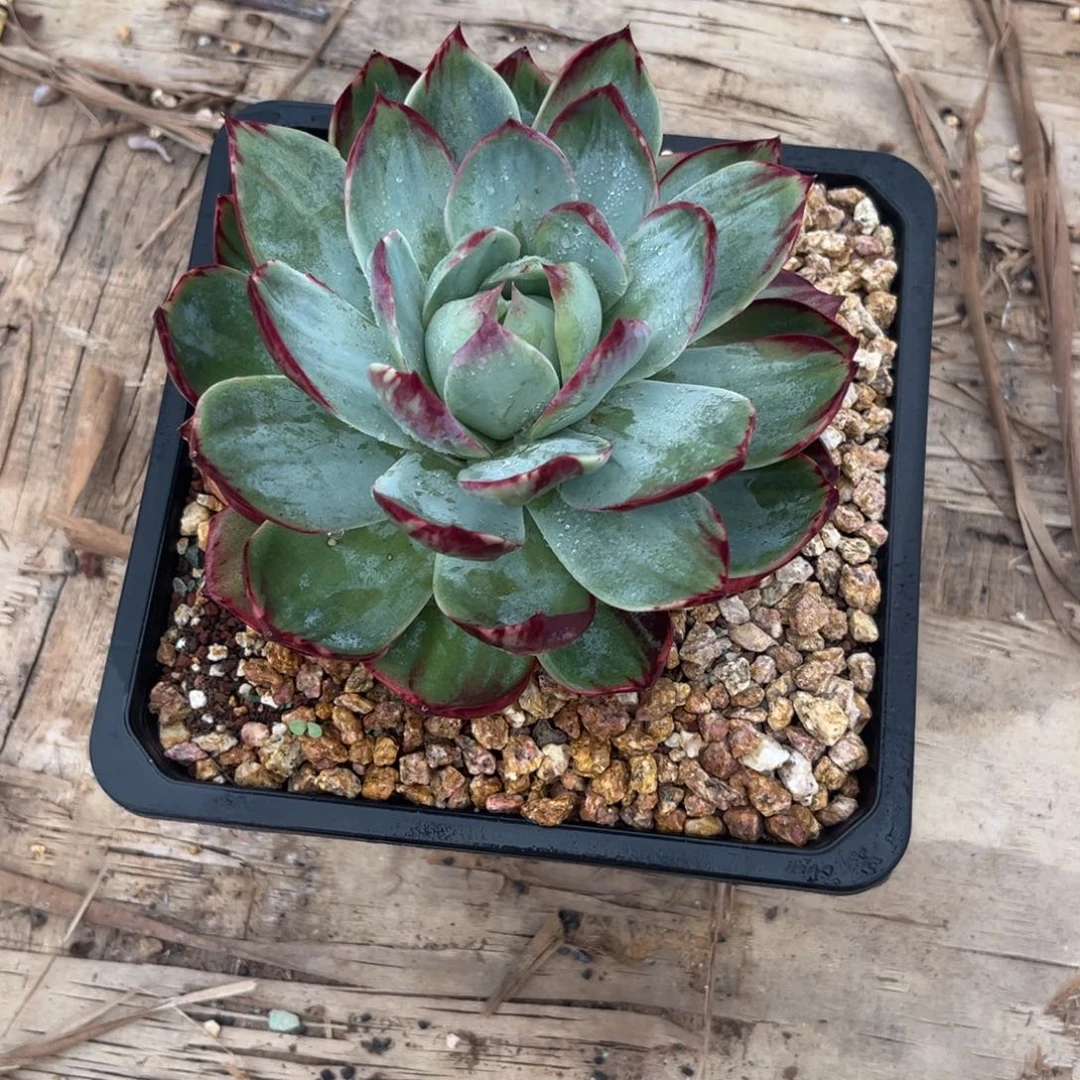 A**力开播福利惊鸿仙子多肉