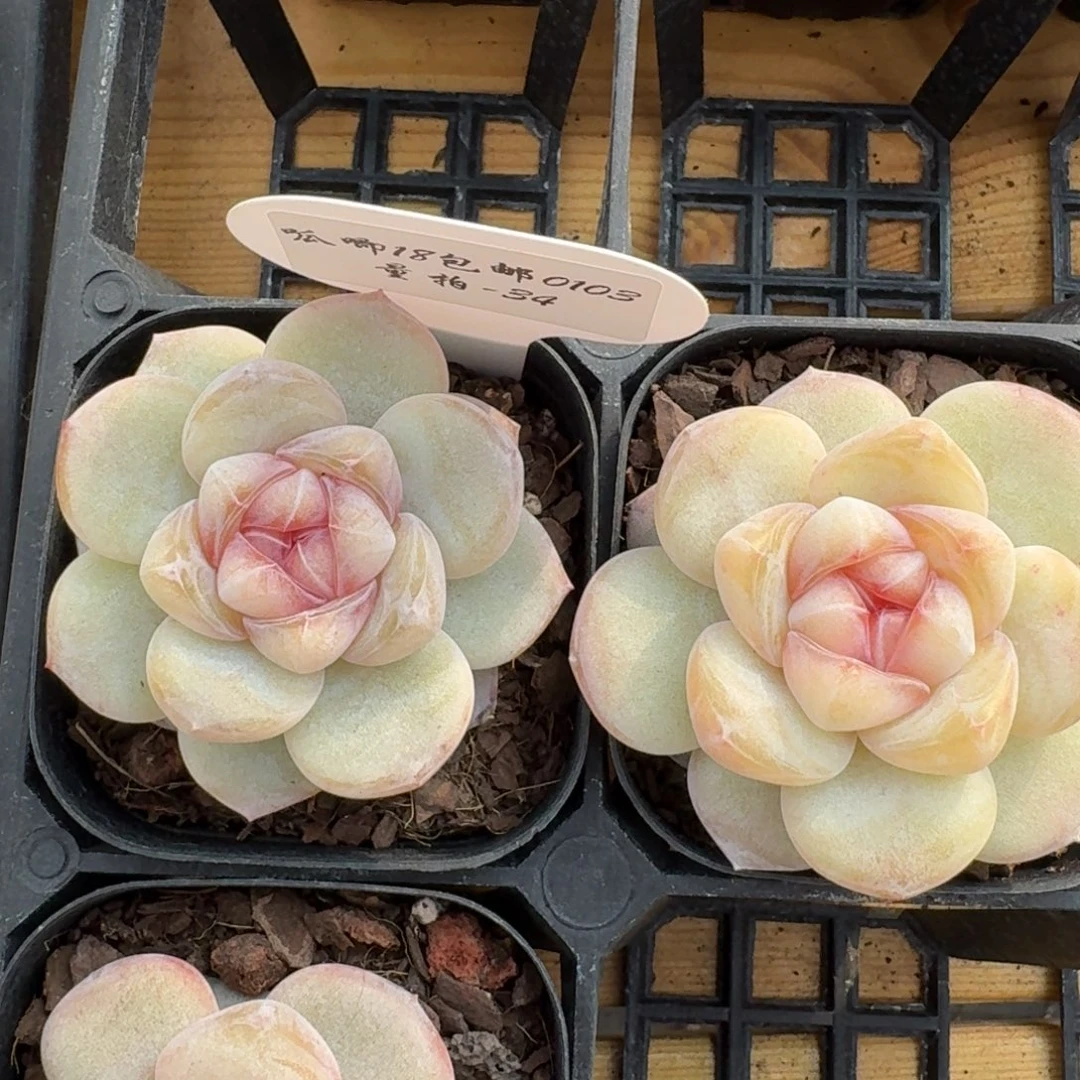 0103-34-果汁软糖单头量拍