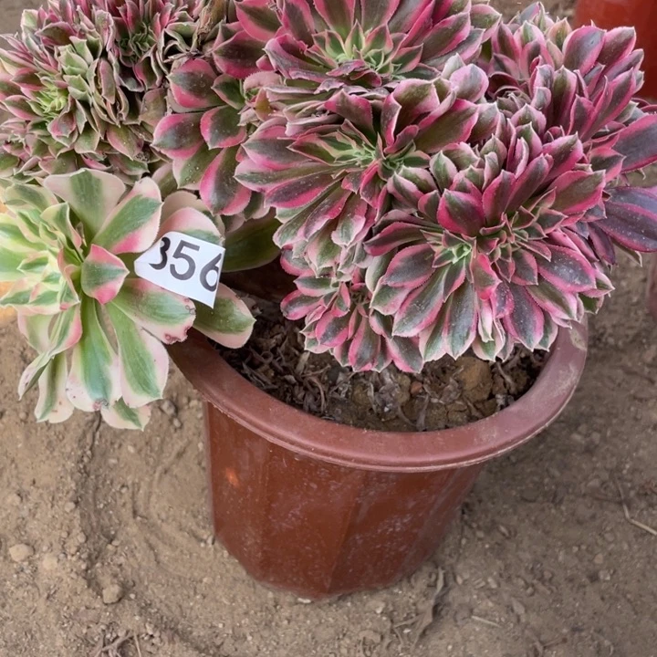 完全开放356多肉植物女巫缀