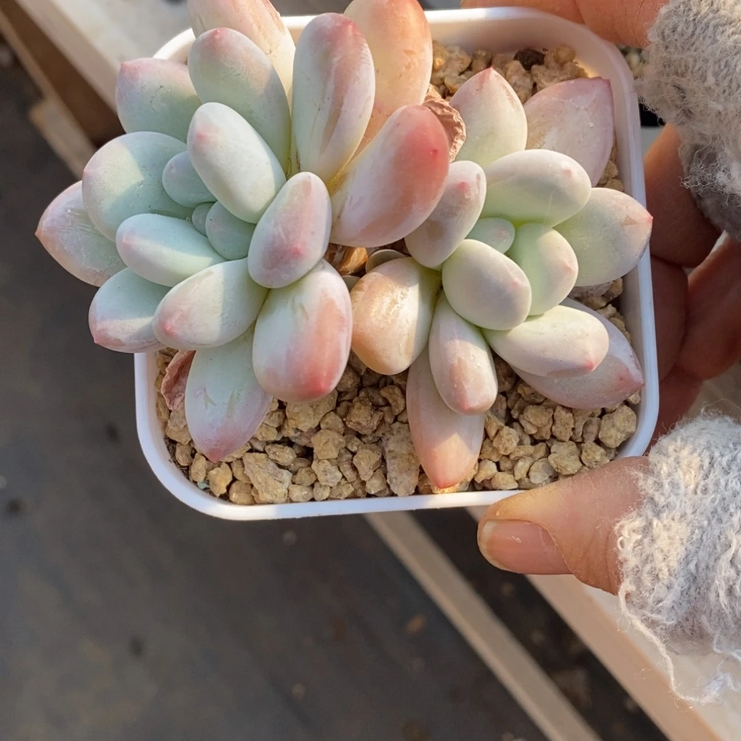 精品多肉一物一拍不包整110