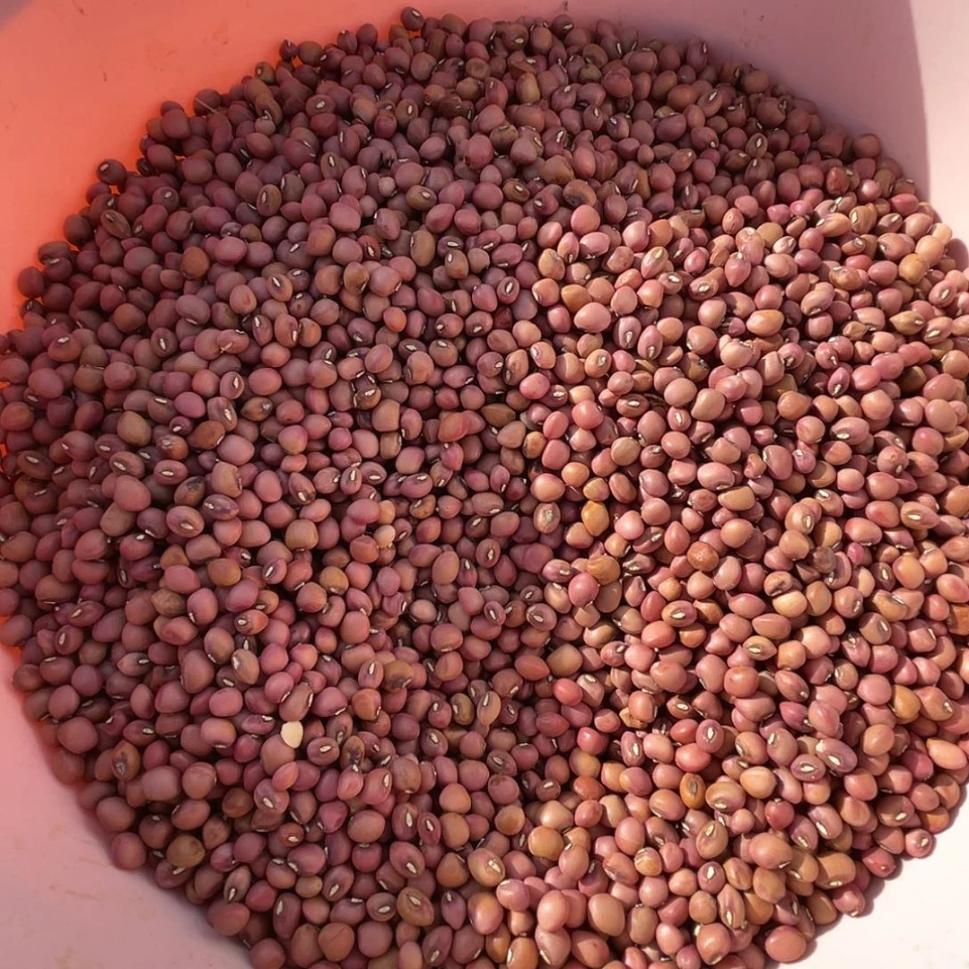 中国大陆农家自己种了豇豆三斤