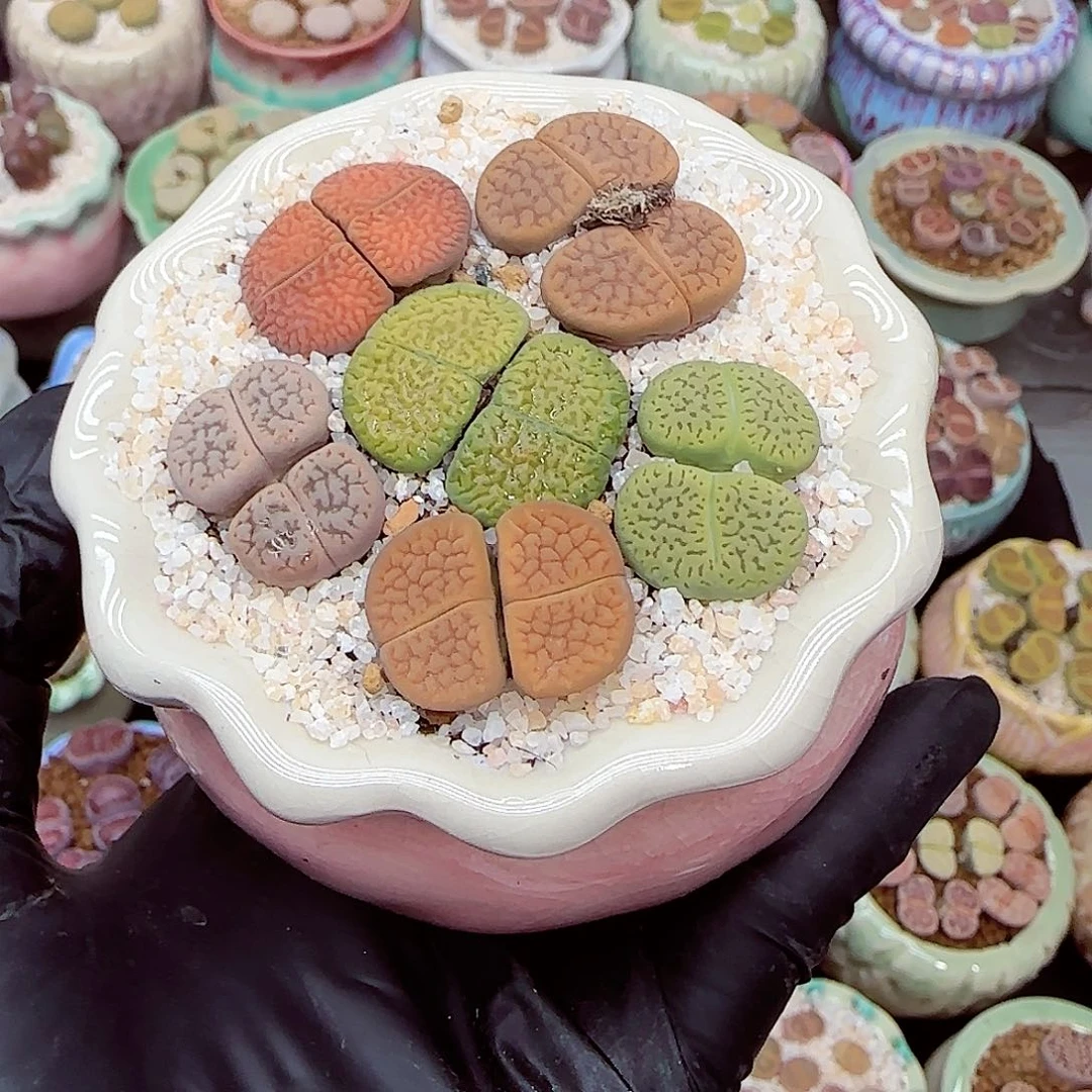 生石花满18包邮1231-90