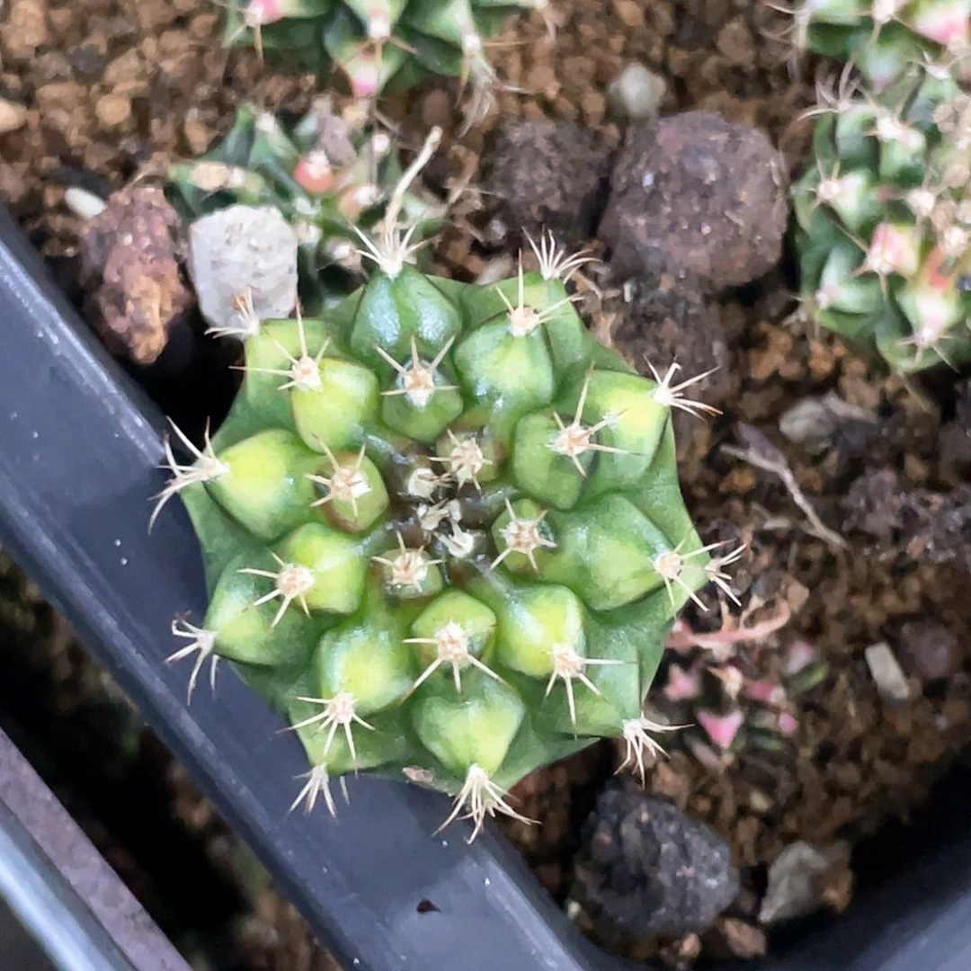 无花朵泰系名品侧，拿玻璃艺术