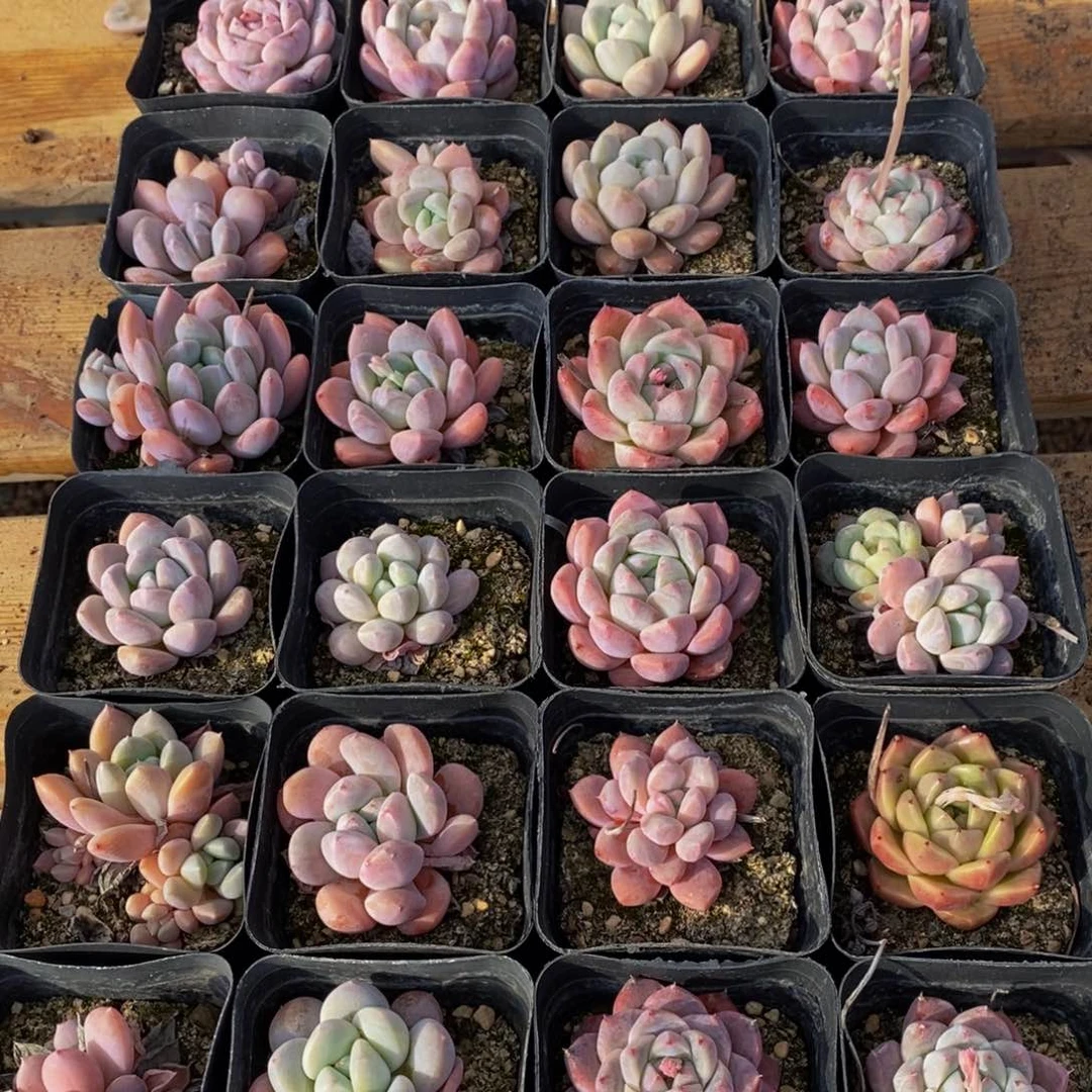 229多人在一起的