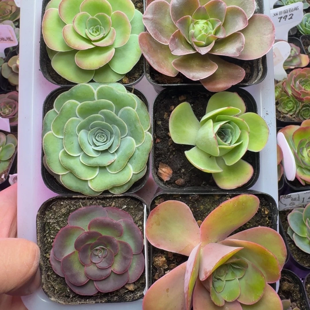 福利花篮冠幅  4Cm