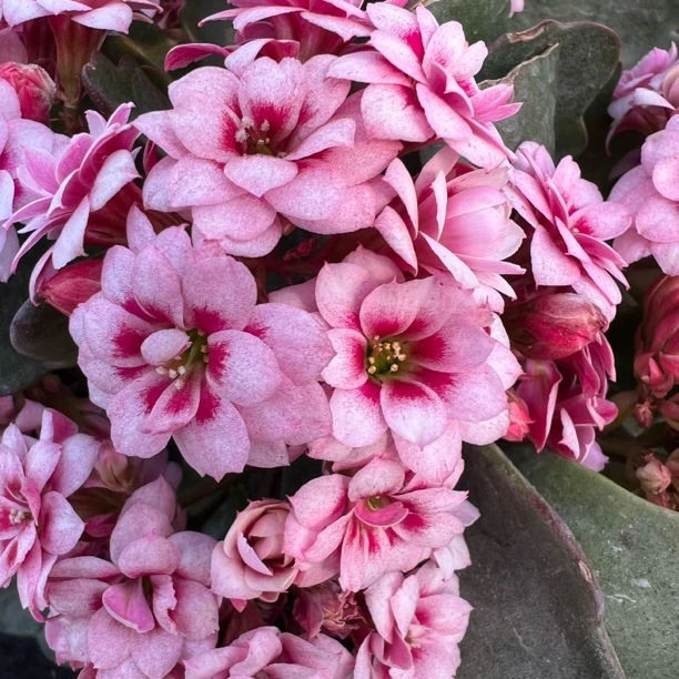 长寿花园～【欢乐颂】110盆