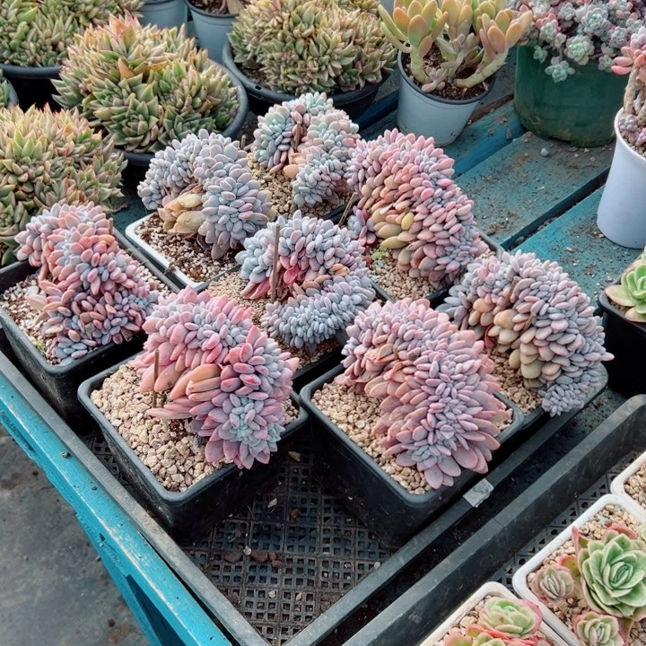 精品多肉植物老桩随机发一棵粉兔缀