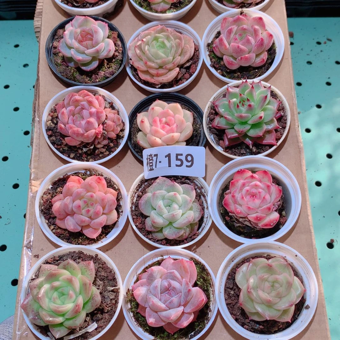 7-159一物一拍多肉带盆18颗