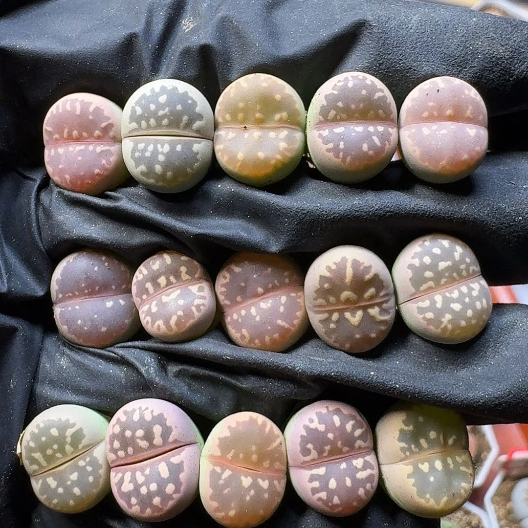 生石花1111111。    126