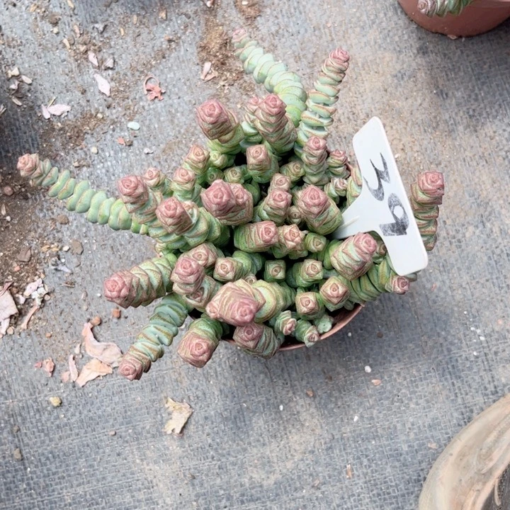 晨语多肉一物一拍39