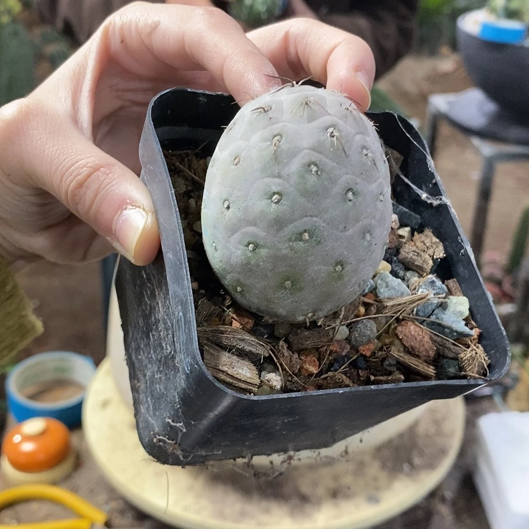 习自野 直径5公分左右一颗