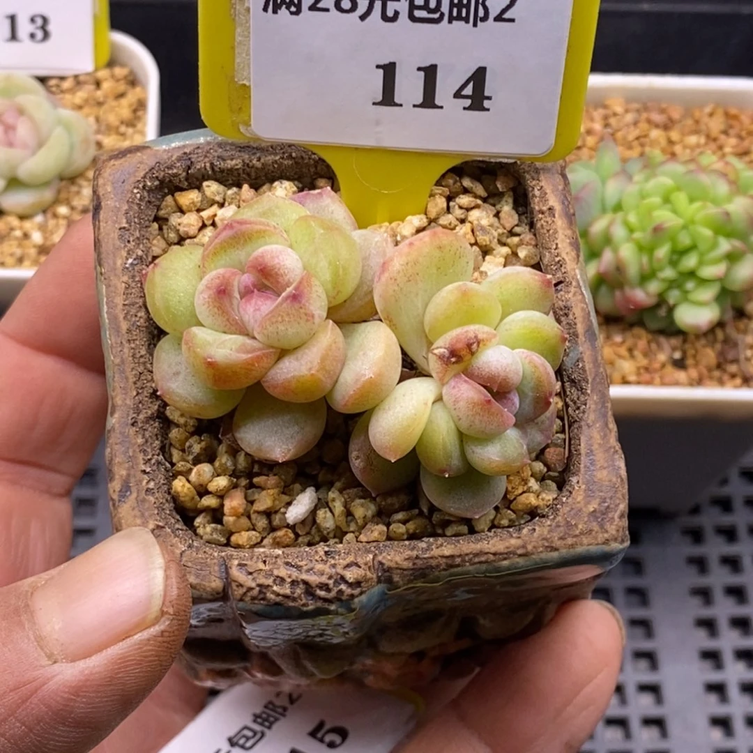 2114秦心石化双多肉植物