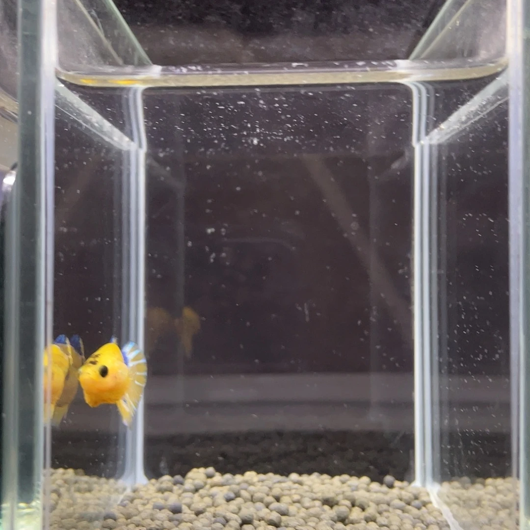 斗鱼31号皮卡丘将军公