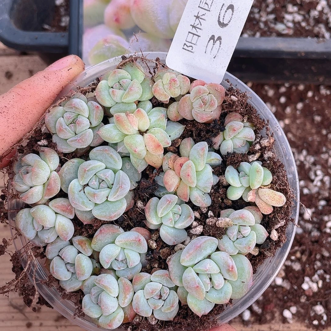 多肉植物多肉植物365