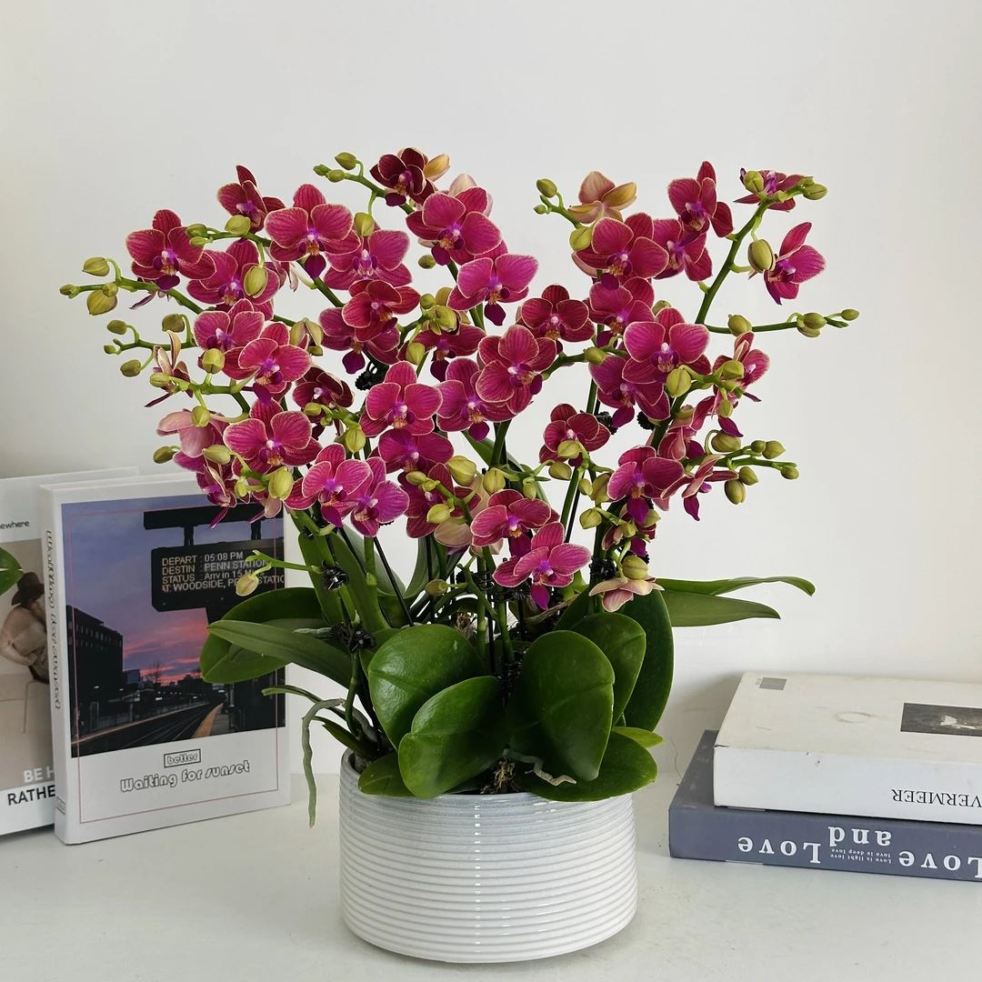 妗画【金边玲珑】蝴蝶兰鲜花精致组盆 开花株 室内绿植